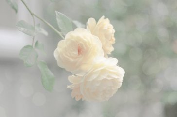 陜西省成人高考被學校錄取了必須要去學校上課嗎?
